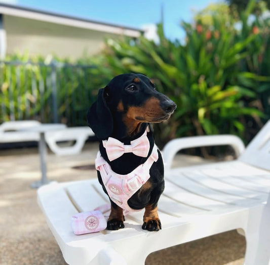 Adventure Harness Bundle: Pink Plaid