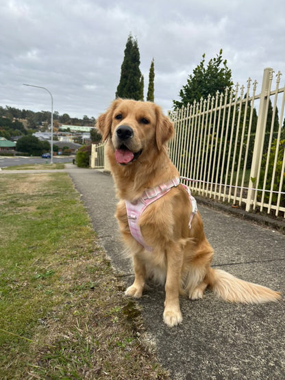 Adventure Harness: Pink Plaid